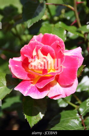 Rosa 'Champagner Cocktail', ein Edelrosen in voller Blüte in einem englischen Garten im Juni, UK Stockfoto