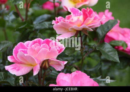 Rosa 'Blickfang', stieg ein Edelrosen Englisch mit einem buschigen Gewohnheit in voller Blüte in einem englischen Garten im Juni, UK Stockfoto