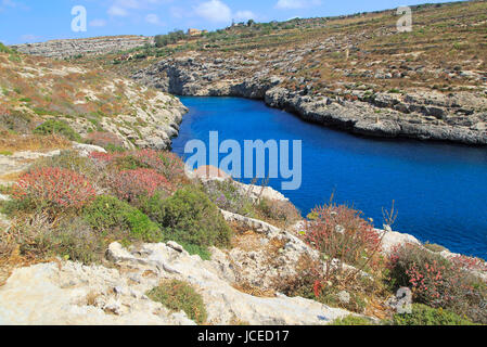 Kalkstein Barrique Vegetation Mgarr Ix-Xini Küsten Bucht, Insel Gozo, Malta Stockfoto