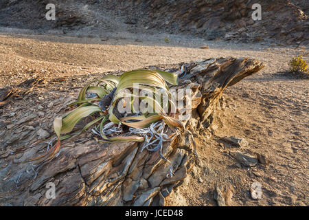 Kultige lebendes Fossil Welwitschia Mirabilis wächst auf felsigem Gelände in der unwirtlichen, trockenen Namib-Wüste, Skeleton Coast, Namibia Südwest-Afrika Stockfoto