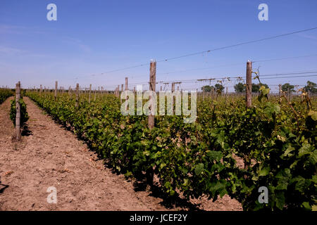 Wein Weinberg im Bereich des Seeregenpfeifer Heften uk Juni 2017 Stockfoto