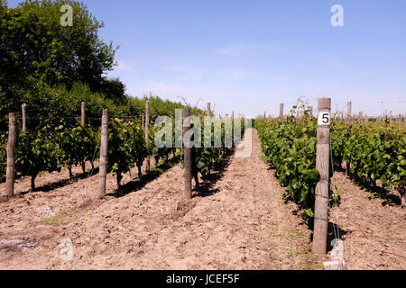 Wein Weinberg im Bereich des Seeregenpfeifer Heften uk Juni 2017 Stockfoto