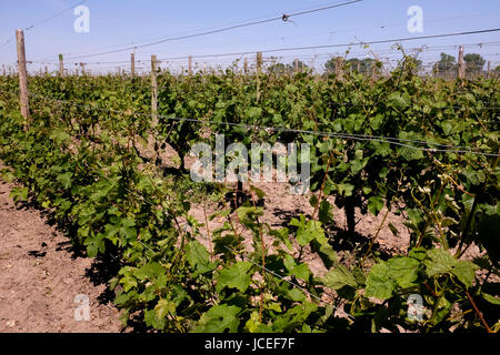 Wein Weinberg im Bereich des Seeregenpfeifer Heften uk Juni 2017 Stockfoto