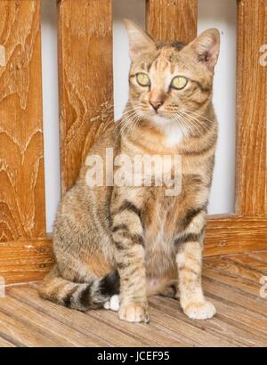 Porträt einer niedlichen Hauskatze auf hölzerne Parkbank stehen. Stockfoto