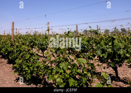 Wein Weinberg im Bereich des Seeregenpfeifer Heften uk Juni 2017 Stockfoto