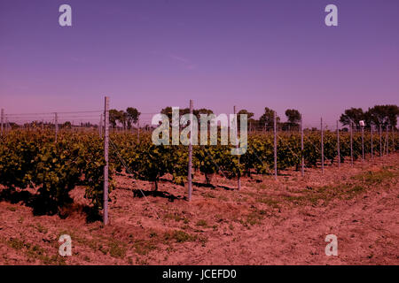 Wein Weinberg im Bereich des Seeregenpfeifer Heften uk Juni 2017 Stockfoto