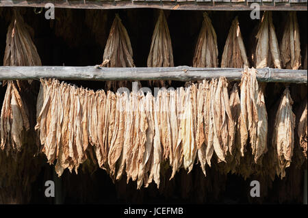 Blätter des getrockneten Tabaks in Folge Stockfoto