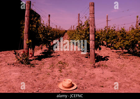 Wein Weinberg im Bereich des Seeregenpfeifer Heften uk Juni 2017 Stockfoto