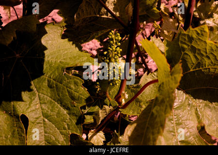 Wein Weinberg im Bereich des Seeregenpfeifer Heften uk Juni 2017 Stockfoto