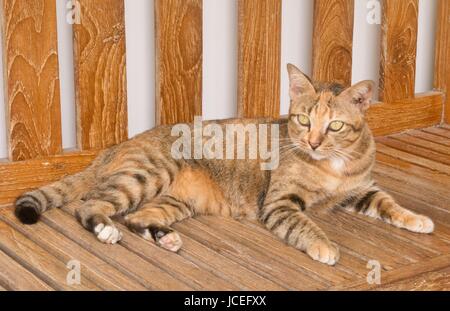 Porträt einer niedlichen Hauskatze ruht auf einer hölzernen Parkbank. Stockfoto