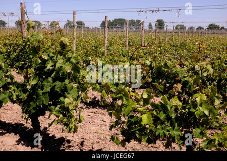 Wein Weinberg im Bereich des Seeregenpfeifer Heften uk Juni 2017 Stockfoto