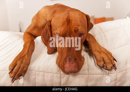 Hund auf der Bett Kante Stockfoto