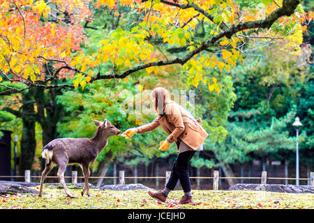 NARA, JAPAN - Nov 21: Besucher fressen wilde Rehe 21. April 2013 in Nara, Japan. Nara ist ein bedeutendes touristisches Ziel in Japan - ehemaliger Kopf-Stadt und derzeit zum UNESCO-Weltkulturerbe. Stockfoto