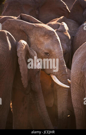 Eine Herde Elefanten im Addo Elephant National Park, Südafrika. Fotografiert in der späten Nachmittag Sonne. Stockfoto