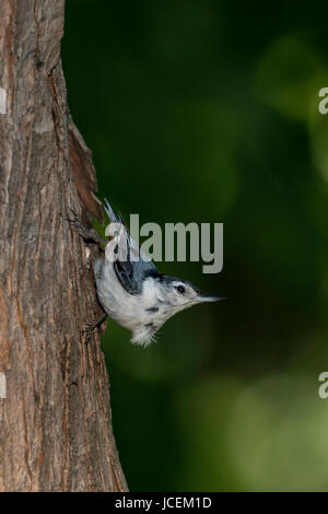 Weißer-breasted Kleiber am Baumstamm. Stockfoto