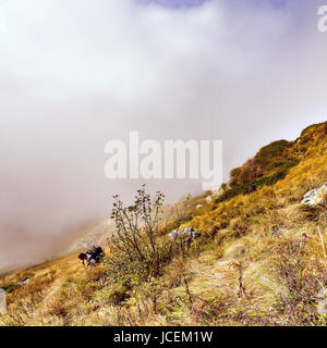 Wanderer auf der Alm klettert über den Wolken. Stockfoto