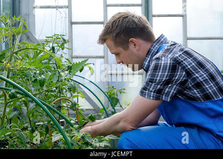 Kaukasische Landwirt Check-Tomatenpflanzen im Gewächshaus. Kontrolle der Qualität der Ernte Stockfoto