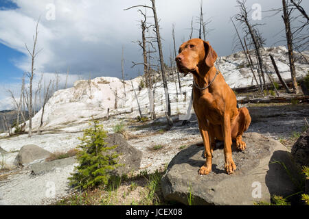 goldene Farbe reine Rasse Magyar Vizsla sitzen brav in einer Post-Vulkangebiet im Yellowstone National PArk Stockfoto