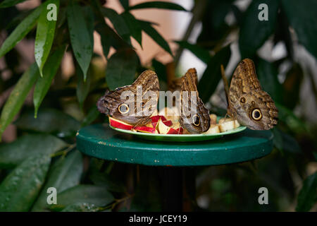 Eine Gruppe von tropischen Schmetterlinge sitzen auf Teller mit Äpfeln und Bananen füttern. Stockfoto
