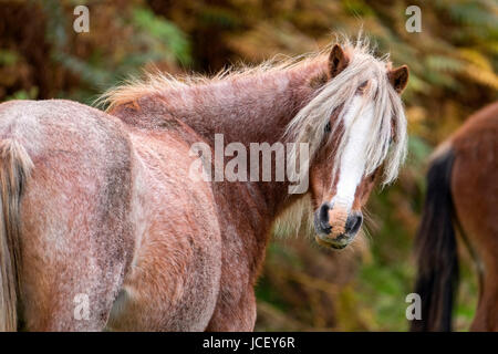 Wild Welsh Mountain Pony, Conwy Berg, North Wales, UK Stockfoto
