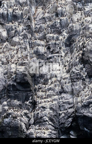 Cliff Face von Seevögeln nisten auf der Insel Mai vor der Küste von Anstruther. Ein Boot nähert sich das Dock entnommen Stockfoto