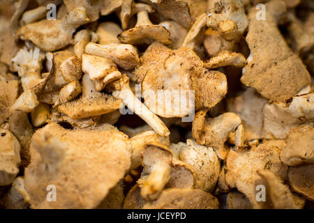Haufen von getrocknete Shiitake-Pilze hautnah Hintergrund. Gesunde Ernährung. Stockfoto