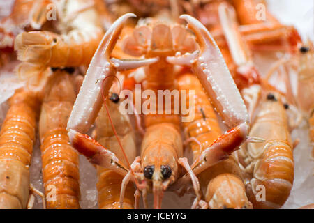 Frische Champion Scampi auf Eis hautnah Hintergrund. Gesunde Ernährung. Stockfoto