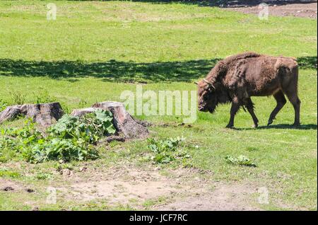 Bialoweza, Polen. 15. Juni 2017. Zubr oder Wisent - der Europäische Bison (Bison Bonasus) gesehen in Bialowieza, Polen, am 15. Juni 2017 Menschen genießen sonnigen Tag und besuchen Wisente zeigen Reserve in Bialowieza, europäischen Bisons (Zubr) und andere Tiere zu sehen. Bildnachweis: Michal Fludra/Alamy Live-Nachrichten Stockfoto