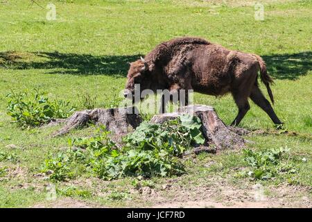 Bialoweza, Polen. 15. Juni 2017. Zubr oder Wisent - der Europäische Bison (Bison Bonasus) gesehen in Bialowieza, Polen, am 15. Juni 2017 Menschen genießen sonnigen Tag und besuchen Wisente zeigen Reserve in Bialowieza, europäischen Bisons (Zubr) und andere Tiere zu sehen. Bildnachweis: Michal Fludra/Alamy Live-Nachrichten Stockfoto