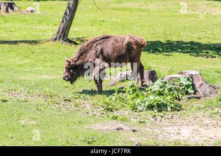 Bialoweza, Polen. 15. Juni 2017. Zubr oder Wisent - der Europäische Bison (Bison Bonasus) gesehen in Bialowieza, Polen, am 15. Juni 2017 Menschen genießen sonnigen Tag und besuchen Wisente zeigen Reserve in Bialowieza, europäischen Bisons (Zubr) und andere Tiere zu sehen. Bildnachweis: Michal Fludra/Alamy Live-Nachrichten Stockfoto