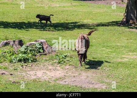 Bialoweza, Polen. 15. Juni 2017. Zubr oder Wisent - der Europäische Bison (Bison Bonasus) gesehen in Bialowieza, Polen, am 15. Juni 2017 Menschen genießen sonnigen Tag und besuchen Wisente zeigen Reserve in Bialowieza, europäischen Bisons (Zubr) und andere Tiere zu sehen. Bildnachweis: Michal Fludra/Alamy Live-Nachrichten Stockfoto