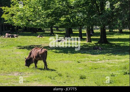 Bialoweza, Polen. 15. Juni 2017. Zubr oder Wisent - der Europäische Bison (Bison Bonasus) gesehen in Bialowieza, Polen, am 15. Juni 2017 Menschen genießen sonnigen Tag und besuchen Wisente zeigen Reserve in Bialowieza, europäischen Bisons (Zubr) und andere Tiere zu sehen. Bildnachweis: Michal Fludra/Alamy Live-Nachrichten Stockfoto