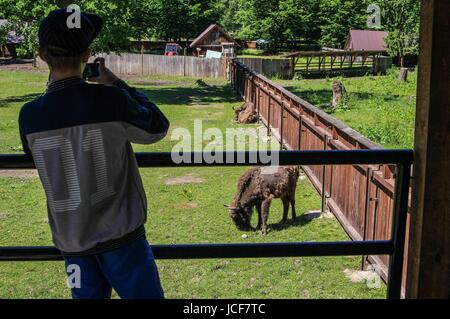 Bialoweza, Polen. 15. Juni 2017. Zubr oder Wisent - der Europäische Bison (Bison Bonasus) gesehen in Bialowieza, Polen, am 15. Juni 2017 Menschen genießen sonnigen Tag und besuchen Wisente zeigen Reserve in Bialowieza, europäischen Bisons (Zubr) und andere Tiere zu sehen. Bildnachweis: Michal Fludra/Alamy Live-Nachrichten Stockfoto