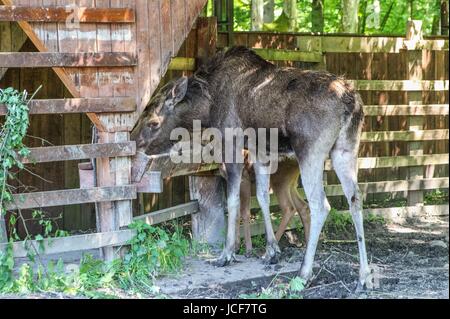 Bialoweza, Polen. 15. Juni 2017. Elch ist gesehen in Bialowieza, Polen, am 15. Juni 2017 Menschen genießen sonnigen Tag und besuchen Wisente zeigen Reserve in Bialowieza, europäischen Bisons (Zubr) und andere Tiere zu sehen. Bildnachweis: Michal Fludra/Alamy Live-Nachrichten Stockfoto