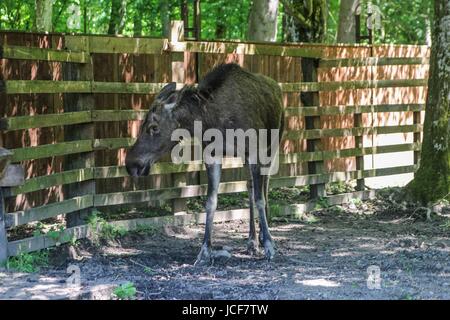 Bialoweza, Polen. 15. Juni 2017. Elch ist gesehen in Bialowieza, Polen, am 15. Juni 2017 Menschen genießen sonnigen Tag und besuchen Wisente zeigen Reserve in Bialowieza, europäischen Bisons (Zubr) und andere Tiere zu sehen. Bildnachweis: Michal Fludra/Alamy Live-Nachrichten Stockfoto