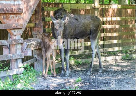 Bialoweza, Polen. 15. Juni 2017. Elch ist gesehen in Bialowieza, Polen, am 15. Juni 2017 Menschen genießen sonnigen Tag und besuchen Wisente zeigen Reserve in Bialowieza, europäischen Bisons (Zubr) und andere Tiere zu sehen. Bildnachweis: Michal Fludra/Alamy Live-Nachrichten Stockfoto