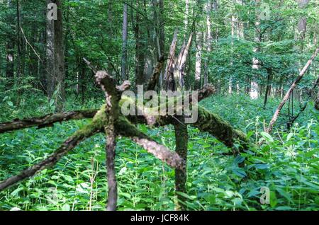 Bialoweza, Polen. 15. Juni 2017. Zone von Białowieża Wald Biosphärenreservat sieht in Bialoweza, Polen am 15. Juni 2017 Białowieża Wald ist eines der letzten und größten verbleibenden Teile des riesigen Urwaldes, die einst erstreckte sich über der Ebene. Der Wald ist Heimat von 800 Wisente Europas schwerste Landtier. Bildnachweis: Michal Fludra/Alamy Live-Nachrichten Stockfoto