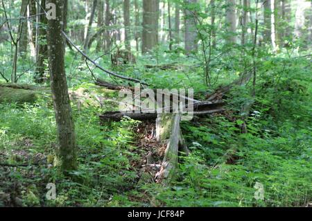 Bialoweza, Polen. 15. Juni 2017. Zone von Białowieża Wald Biosphärenreservat sieht in Bialoweza, Polen am 15. Juni 2017 Białowieża Wald ist eines der letzten und größten verbleibenden Teile des riesigen Urwaldes, die einst erstreckte sich über der Ebene. Der Wald ist Heimat von 800 Wisente Europas schwerste Landtier. Bildnachweis: Michal Fludra/Alamy Live-Nachrichten Stockfoto