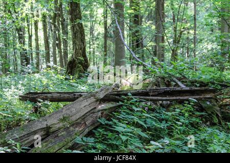 Bialoweza, Polen. 15. Juni 2017. Zone von Białowieża Wald Biosphärenreservat sieht in Bialoweza, Polen am 15. Juni 2017 Białowieża Wald ist eines der letzten und größten verbleibenden Teile des riesigen Urwaldes, die einst erstreckte sich über der Ebene. Der Wald ist Heimat von 800 Wisente Europas schwerste Landtier. Bildnachweis: Michal Fludra/Alamy Live-Nachrichten Stockfoto