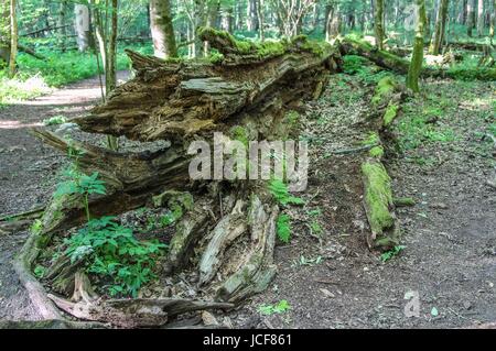 Bialoweza, Polen. 15. Juni 2017. Zone von Białowieża Wald Biosphärenreservat sieht in Bialoweza, Polen am 15. Juni 2017 Białowieża Wald ist eines der letzten und größten verbleibenden Teile des riesigen Urwaldes, die einst erstreckte sich über der Ebene. Der Wald ist Heimat von 800 Wisente Europas schwerste Landtier. Bildnachweis: Michal Fludra/Alamy Live-Nachrichten Stockfoto