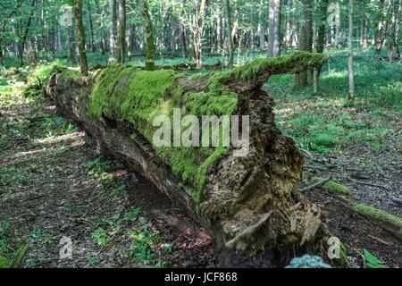 Bialoweza, Polen. 15. Juni 2017. Zone von Białowieża Wald Biosphärenreservat sieht in Bialoweza, Polen am 15. Juni 2017 Białowieża Wald ist eines der letzten und größten verbleibenden Teile des riesigen Urwaldes, die einst erstreckte sich über der Ebene. Der Wald ist Heimat von 800 Wisente Europas schwerste Landtier. Bildnachweis: Michal Fludra/Alamy Live-Nachrichten Stockfoto