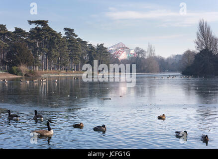 Enten in Saint James Pond, Bois De Boulogne, Paris, Frankreich, mit Louis Vuitton Centre im Hintergrund Stockfoto