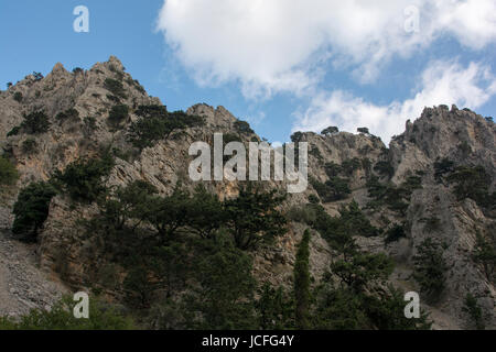 Die Aleppo-Kiefer wächst rund um die Mittelmeerküste wie hier in die Imbros-Schlucht an der südwestlichen Küste von Kreta.  Aleppo-Kiefer Wächst in vi sterben Stockfoto