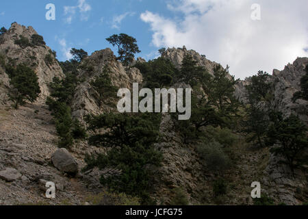 Die Aleppo-Kiefer wächst rund um die Mittelmeerküste wie hier in die Imbros-Schlucht an der südwestlichen Küste von Kreta.  Aleppo-Kiefer Wächst in vi sterben Stockfoto