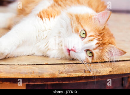 Schöne Erwachsene rote Katze liegt in Entspannung Stockfoto