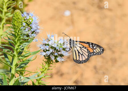 Großer monarch butterfly Sammeln von Nektar, Pollen von Lila echium Blume - Porto Santo, Madeira, Portugal Stockfoto