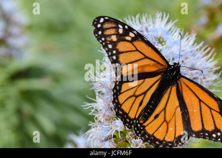 Großer monarch butterfly Sammeln von Nektar, Pollen von Lila echium Blume - Porto Santo, Madeira, Portugal Stockfoto