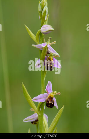 Bienen-ragwurz Blumen - Ophrys apifera-blühenden auf einer grünen Wiese im Frühsommer Hertfordshire, Großbritannien Stockfoto