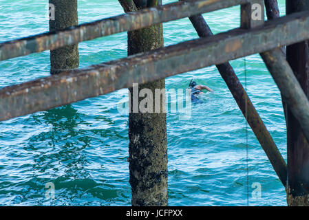 Solo-Frau Schwimmer Schwimmen im Ärmelkanal unter dem berühmten viktorianischen Palace Pier in Brighton an einem sonnigen Tag. Stockfoto