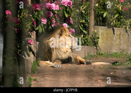 Raubkatzen - Löwen im Zoo - erfasst Stockfoto